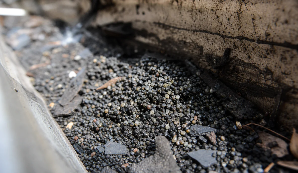 Close-up of shingle granules accumulated in a gutter trough